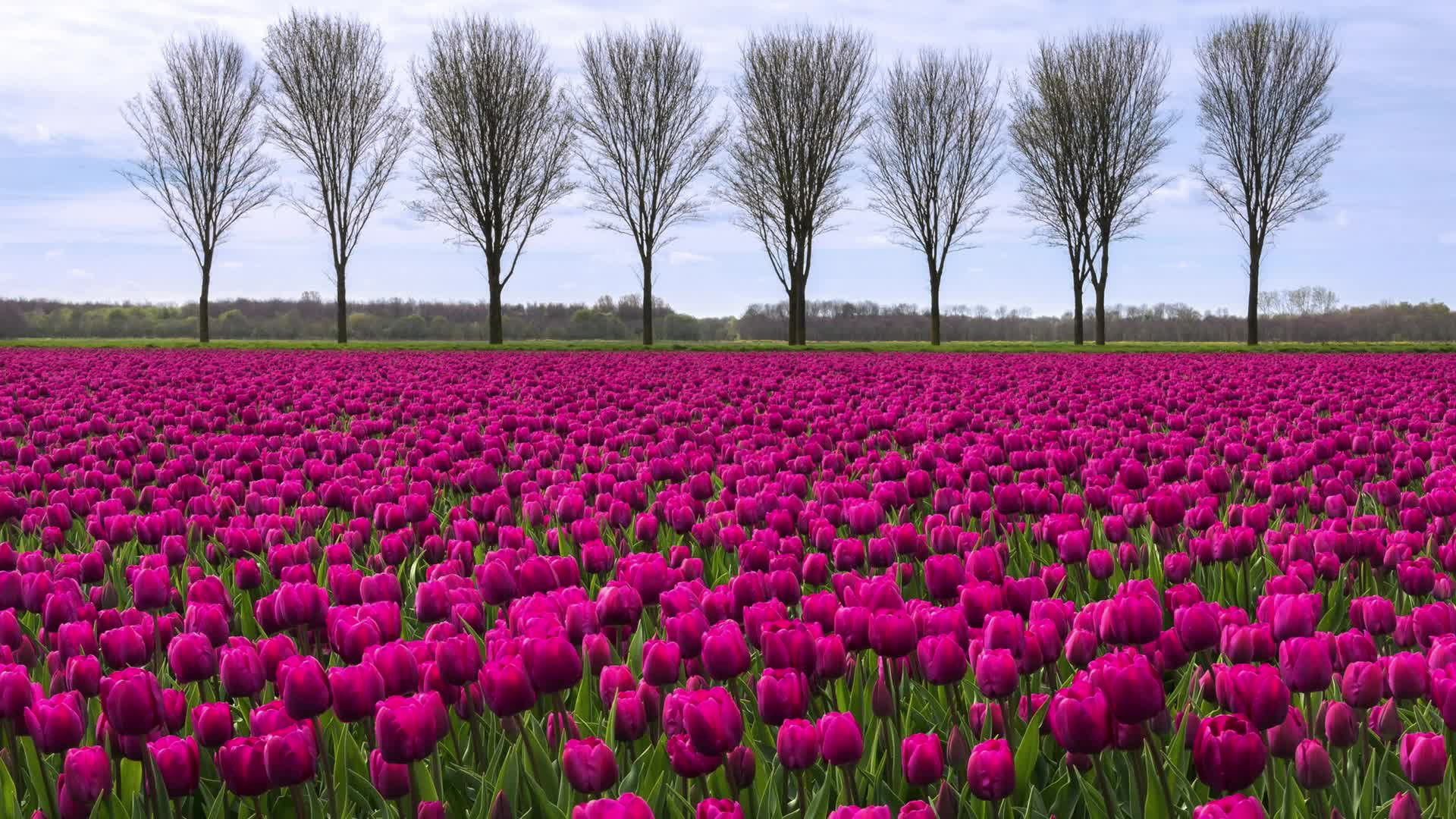 Thumbnail image for Tulips BREAK
